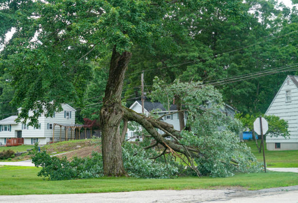 Best Tree Trimming Near Me  in Concordia, MO